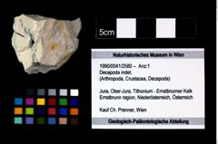 Foto (Objekt + Etikett) von Decapoda indet.  (NHMW-GEO-1990-0041-2580)